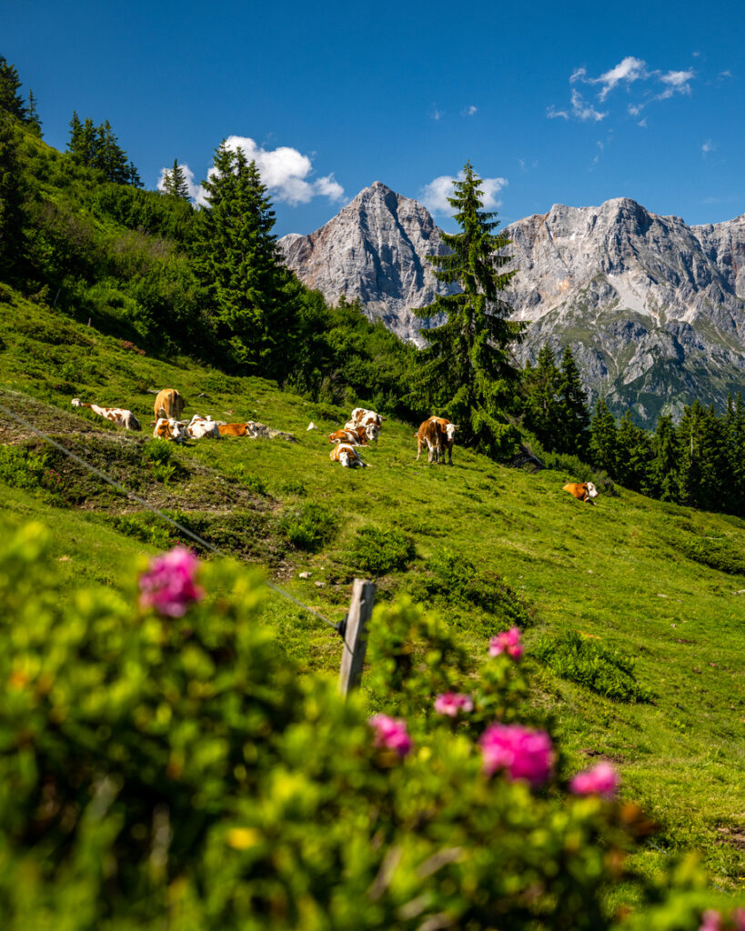 blick auf eine gruppe von kühen