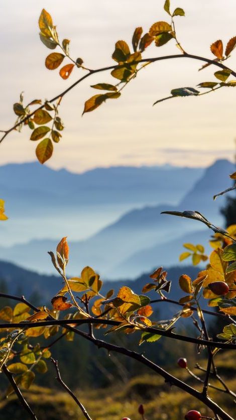 blick in die alpen