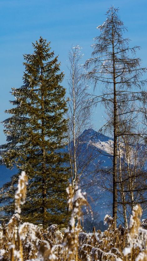 winter am walchsee
