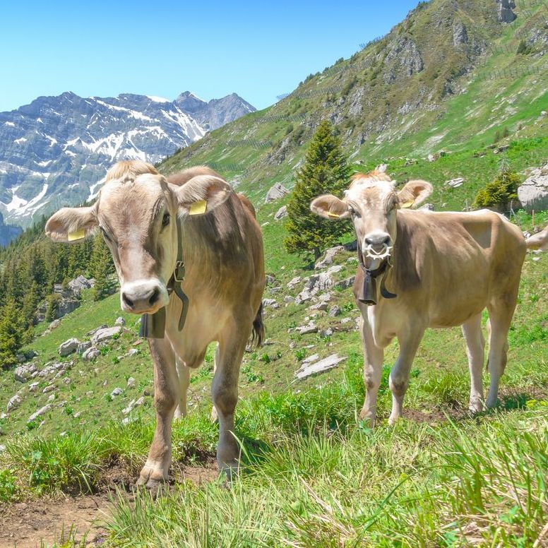kühe in den alpen